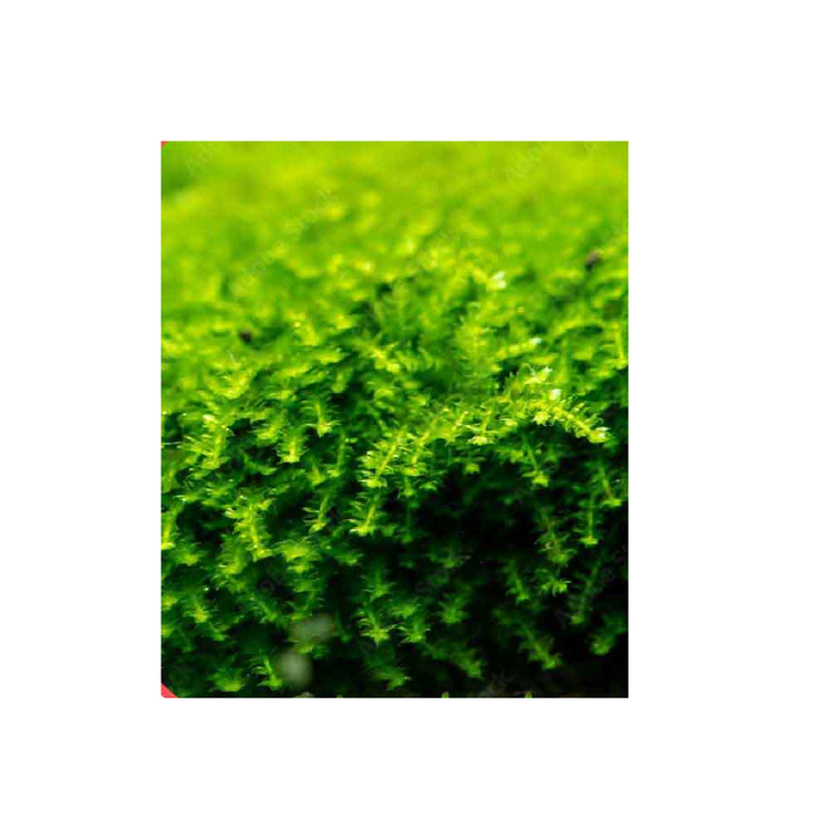 خزه آکواریومی مینی پرل