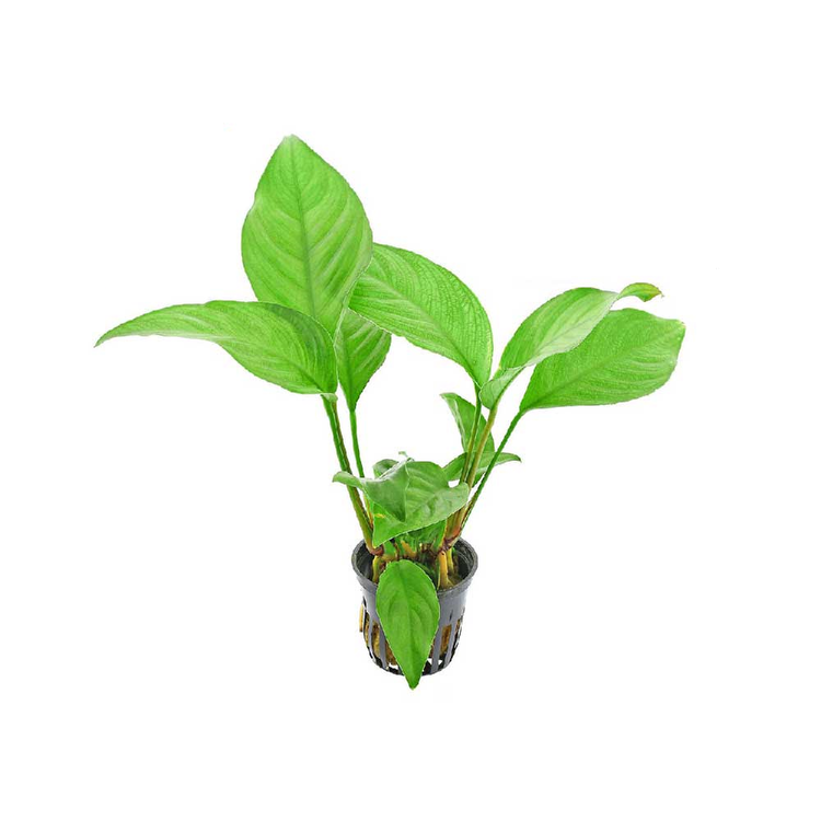 گیاه آکواریومی آنوبیاس هتروفیلا