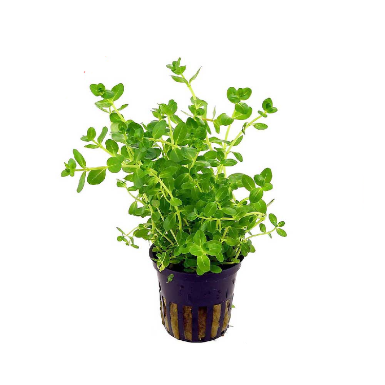 گیاه آکواریومی روتالا ایندیکا