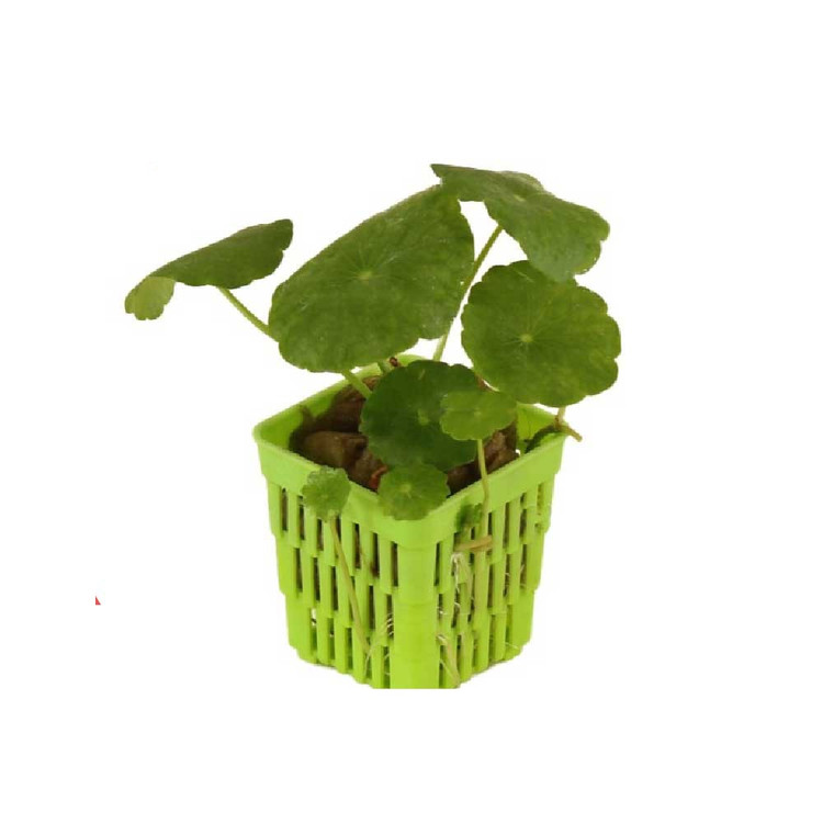 گیاه آکواریومی نیلوفر پایدار