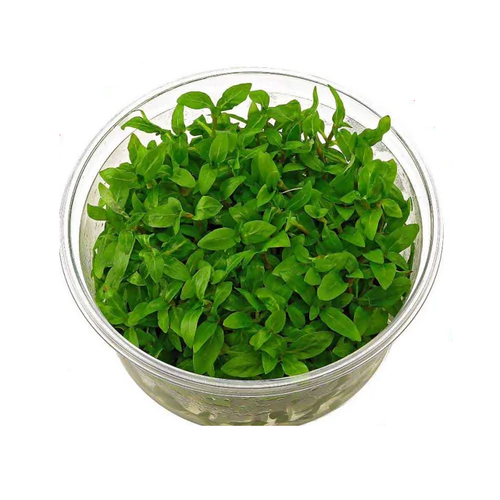 گیاه آکواریومی استروژن (کشت بافت)