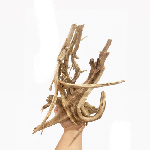 ریشه آبنوس