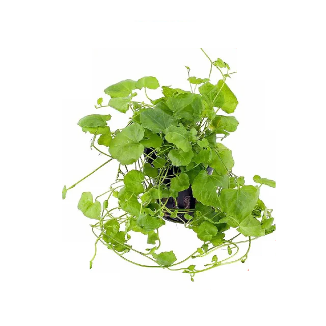 گیاه آکواریومی کاردامین لیراتا نیو